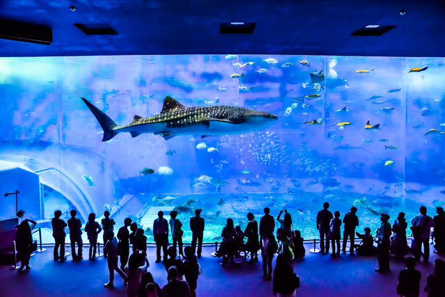 Okinawa Churaumi Aquarium Churaumi Aquarium