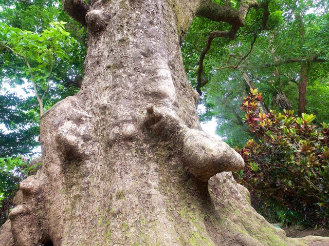 Shuri Kinjo no O-Akagi Tree
